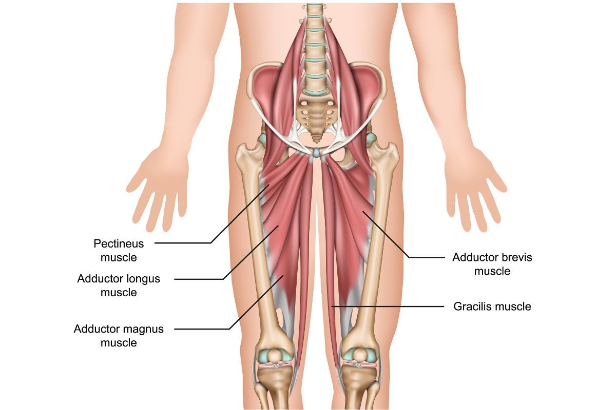 anatomia dei muscoli adduttori