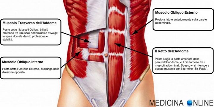 anatomia dei muscoli addominali