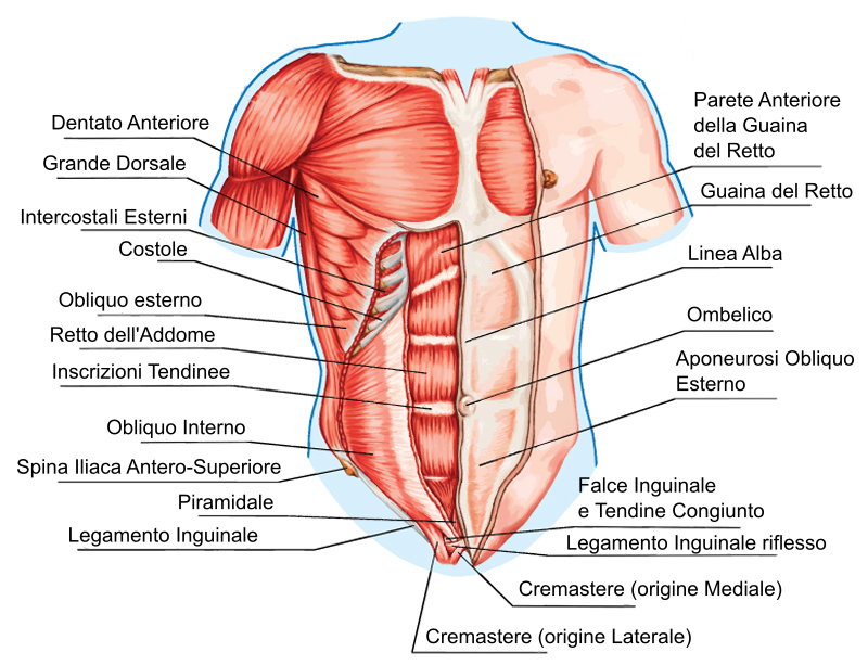 Anatomia degli addominali