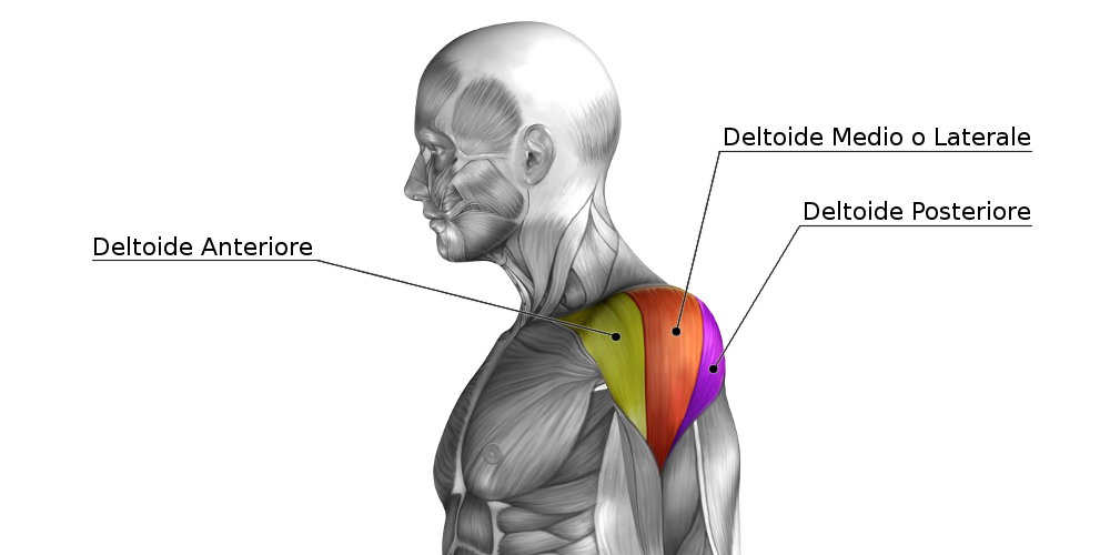 Allenamento spalle | I 5 migliori esercizi per i deltoidi