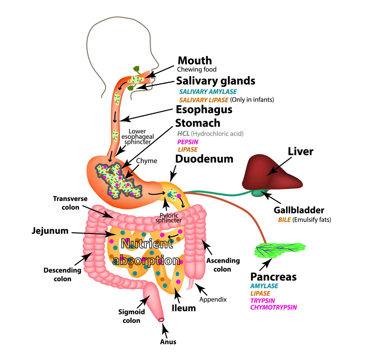 Digestive system scheme.