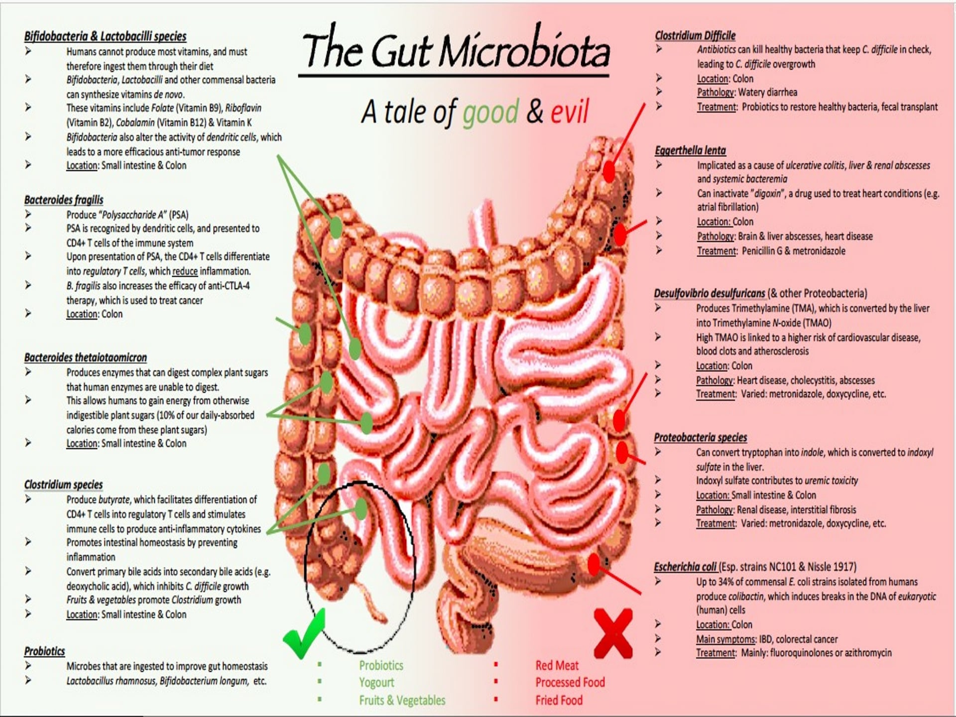 Que probióticos son aconsejables para el colon irritable