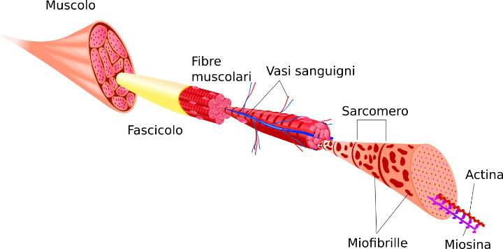 Struttura del muscolo scheletrico
