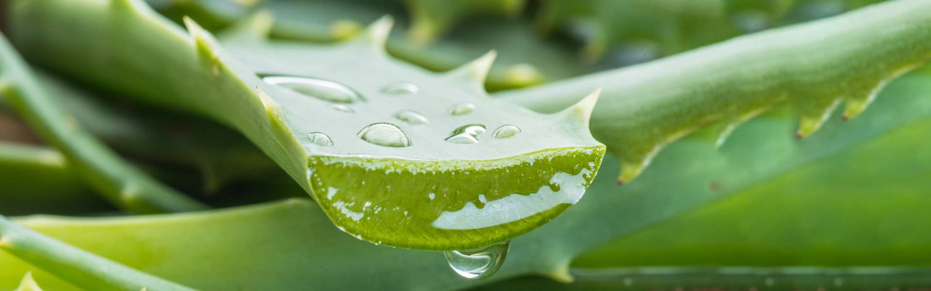 Aloe - The plant with a thousand uses