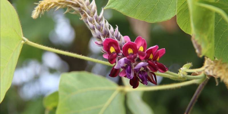 Kudzu : la plante asiatique bienfaisante et détoxifiante