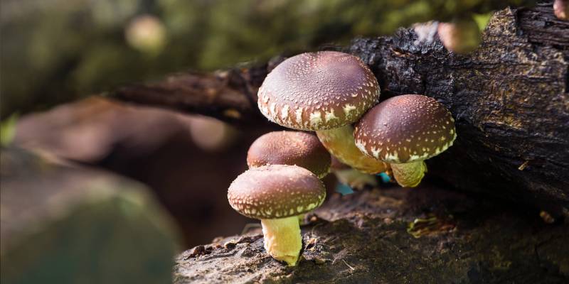 Shiitake mushroom: beneficial properties and history