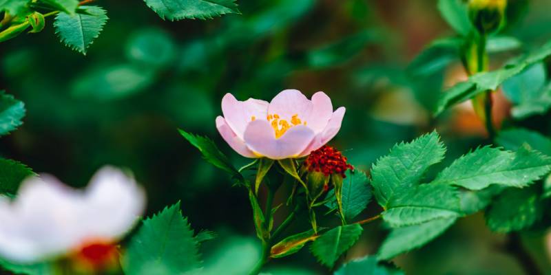 Rosa mosqueta: la planta medicinal rica en vitamina C